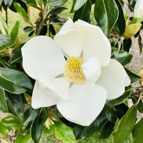 Meet your Posher, Taryn - Picture 1 of 1